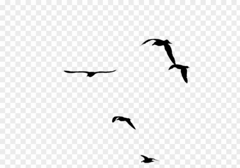 Bird Migration Beak Swans Goose PNG