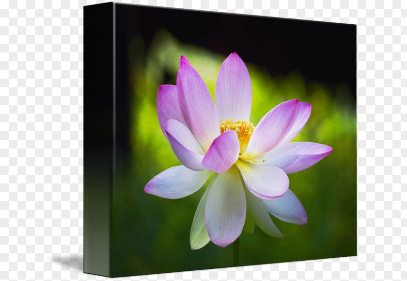 Blooming Lotus Desktop Wallpaper Computer Close-up Lotus-m Wildflower PNG