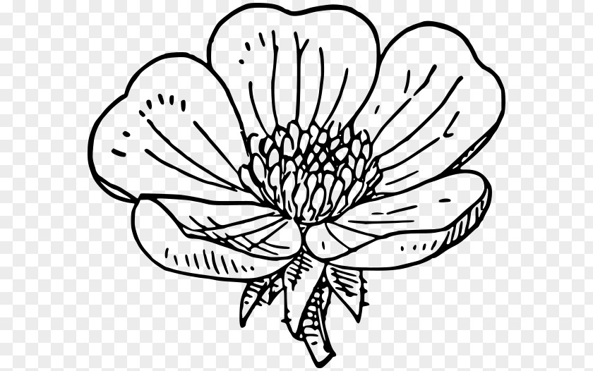 Buttercup Floral Design Cut Flowers Drawing /m/02csf Leaf PNG