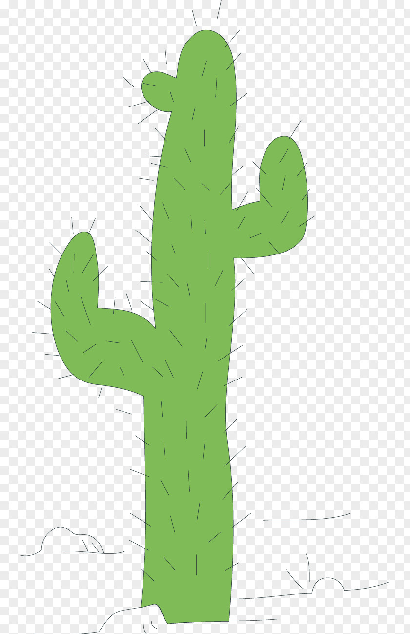 Cactus Vector Cactaceae Clip Art PNG