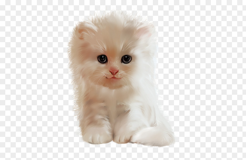 Kitten Persian Cat Asian Semi-longhair Ragamuffin American Curl British PNG