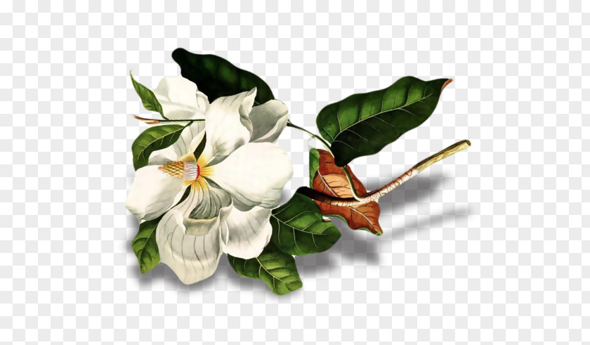 Sincerely Shawn Florist Cut Flowers Art Flowering Plant Magnolia PNG