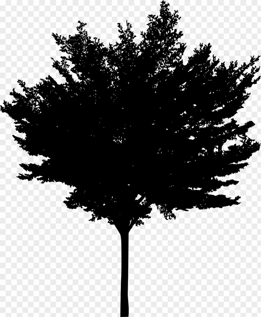Tree Silhouette Woody Plant Conifers PNG