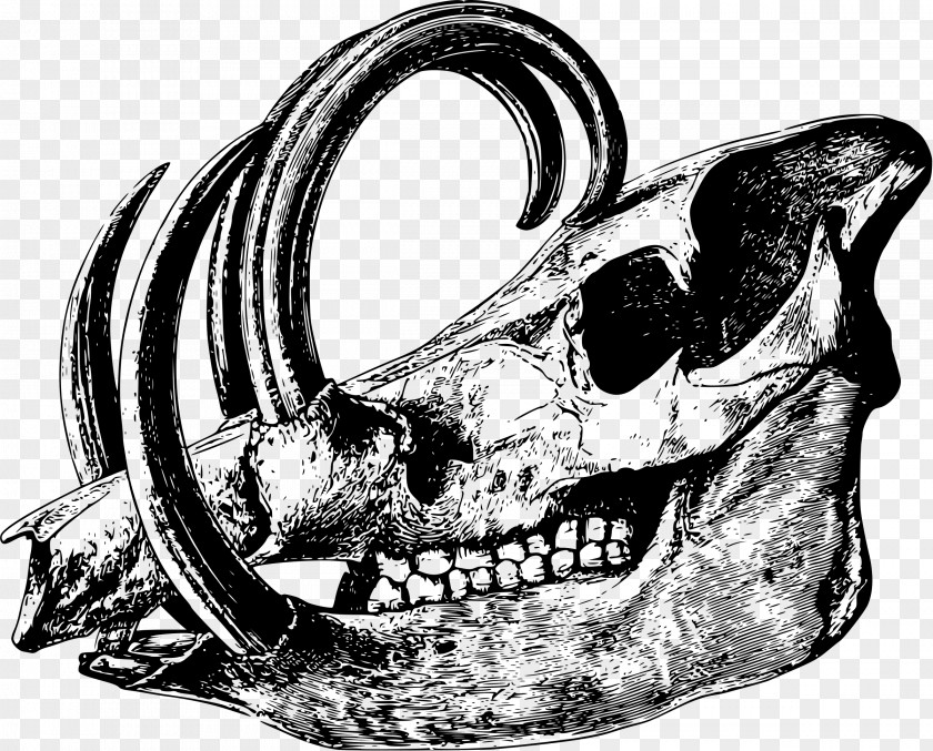 Bones Skull Babirusa Bone Drawing Skeleton PNG