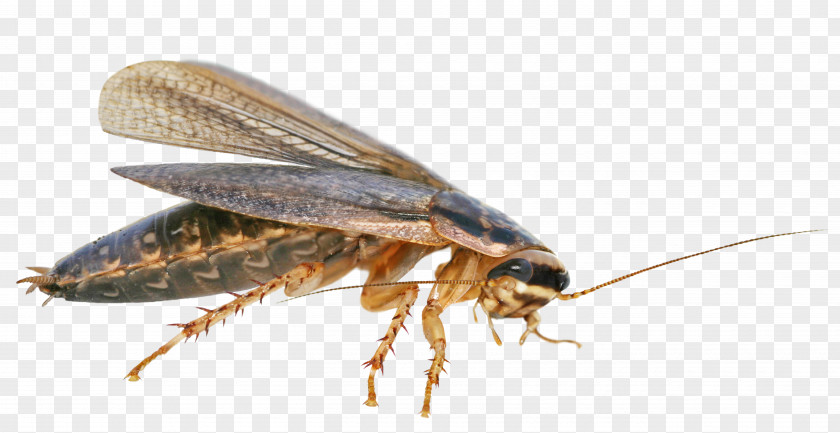 Cockroach American Blattodea La Cucaracha PNG