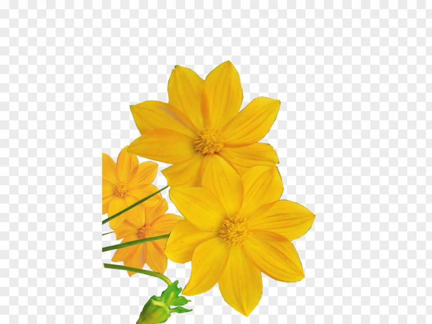 Flowering Plant Orange Yellow PNG