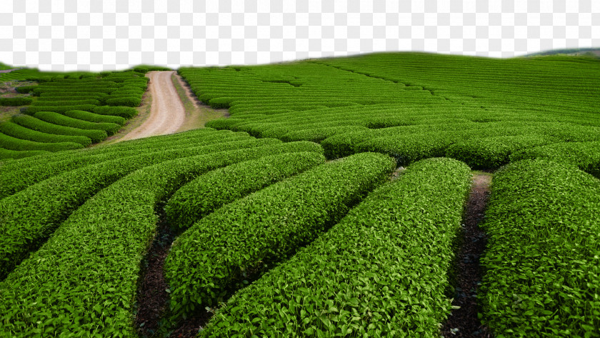 Green Tea Field Tieguanyin White Chinese PNG