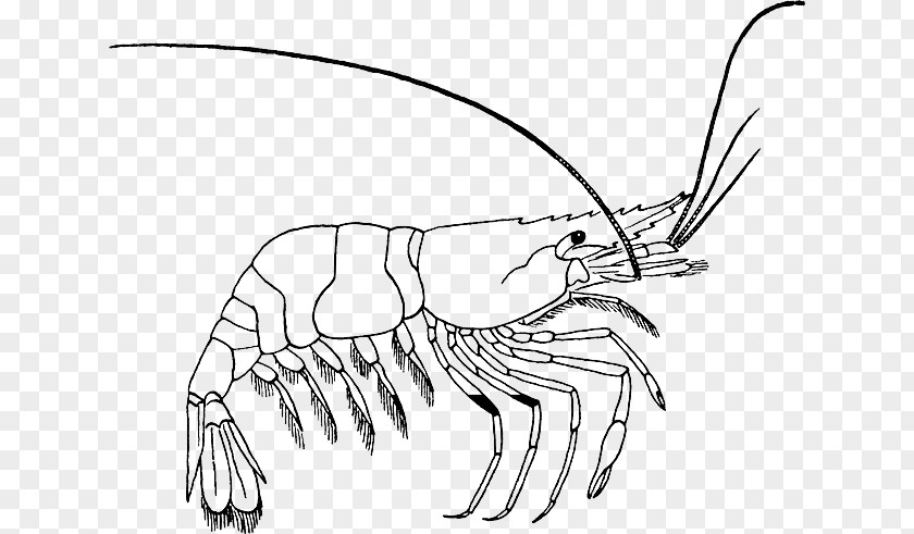 Hermit Crabs Coloring Book Drawing Prawn Clip Art PNG