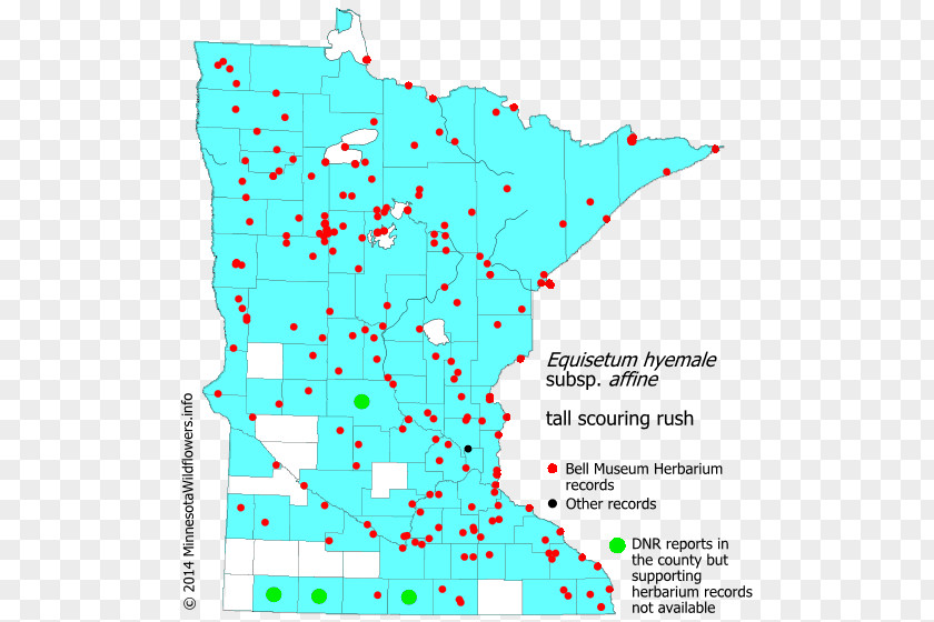 Map Minnesota Black-eyed Susan Soft Rush Juncus Dudleyi PNG