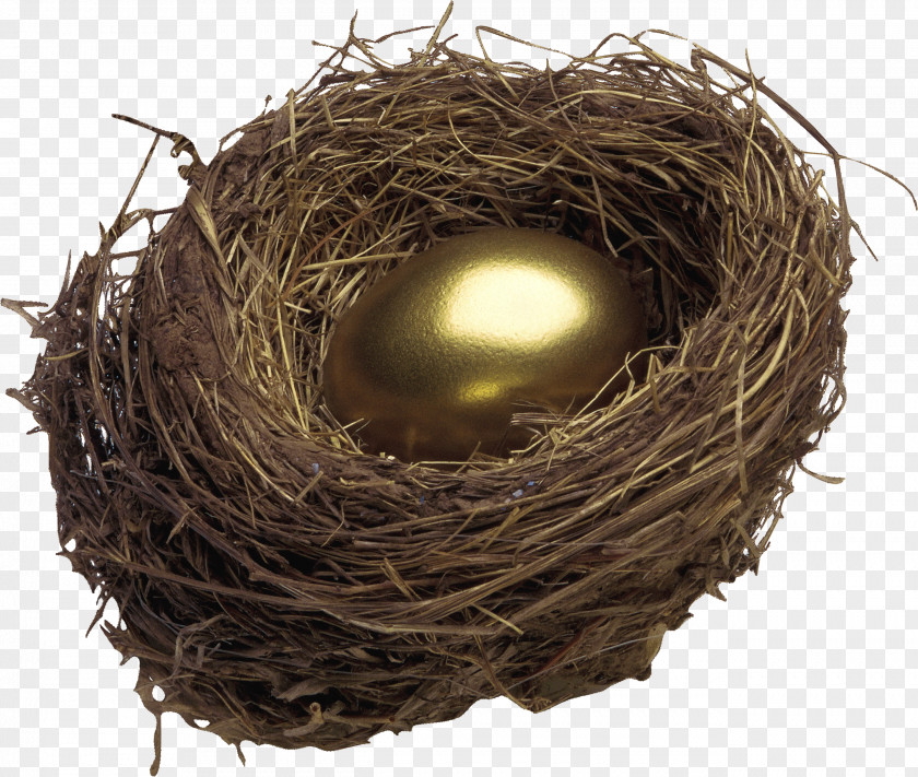 Nest Bird Egg PNG