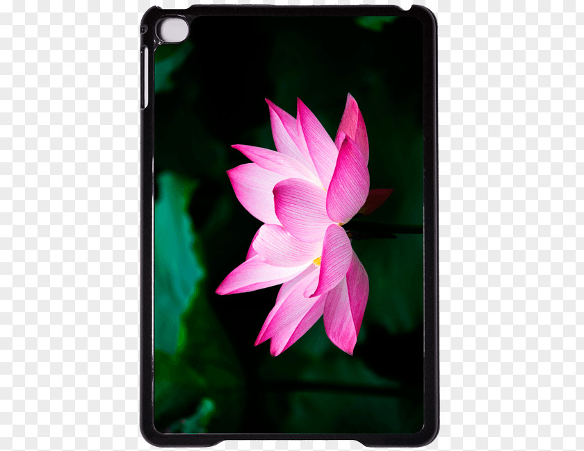 Xiaomi Nelumbo Nucifera Pink M Flora Big Box Art PNG