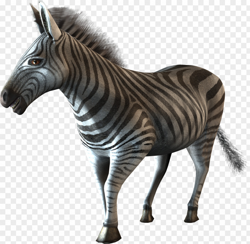 Zebra Mustang Jambo! Safari Quagga Wii PNG