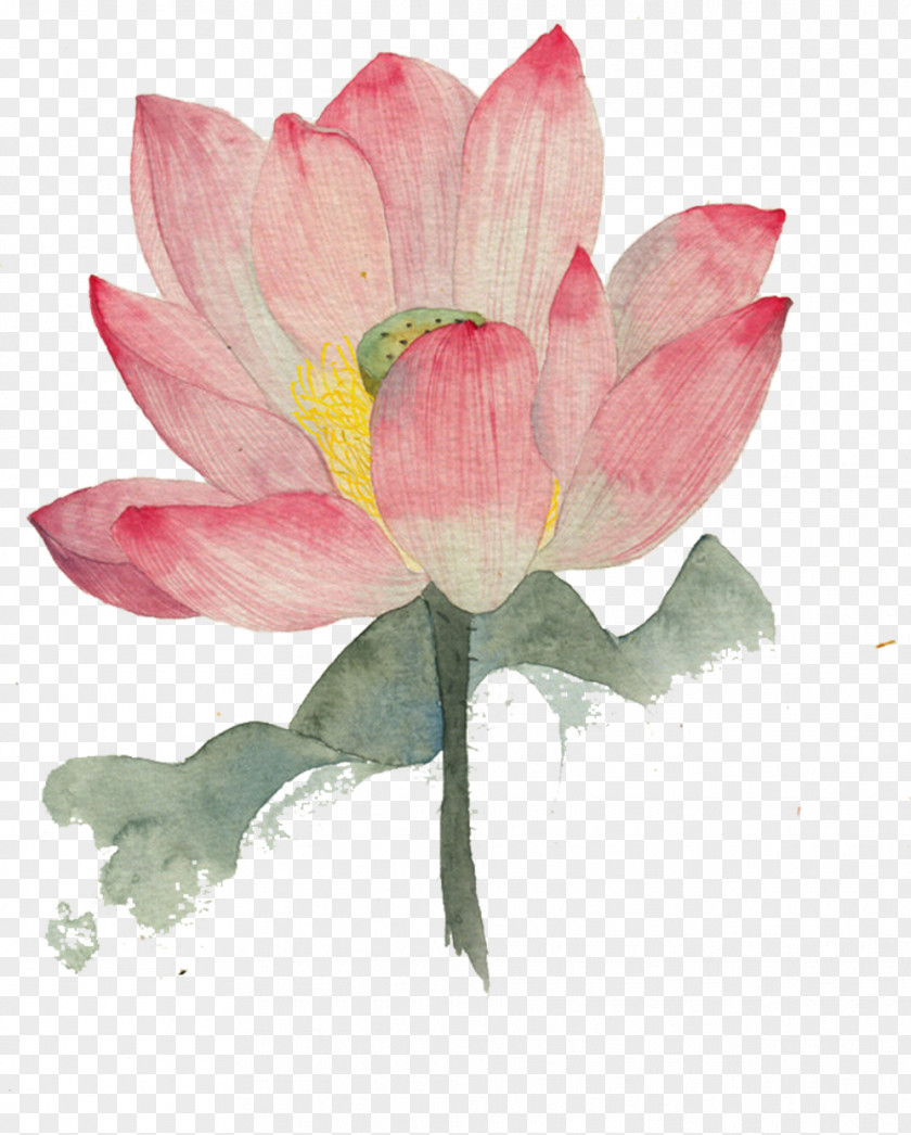 Ink Lotus Picture Material Watercolor Painting Nelumbo Nucifera Wash Illustration PNG