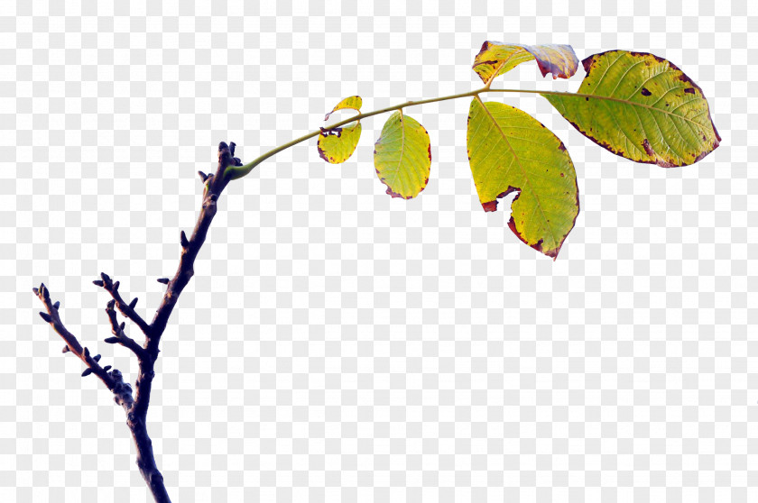 Leaf Twig Computer Wallpaper PNG
