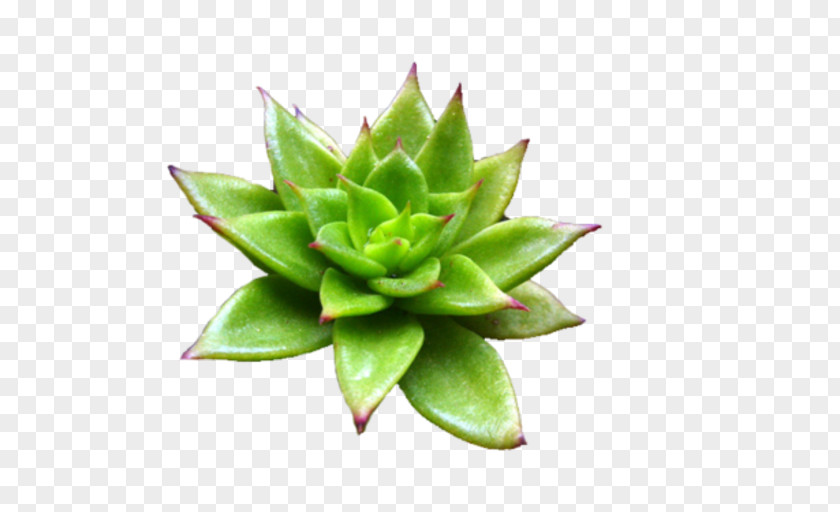 Plant Aloe Vera Plectranthus PNG
