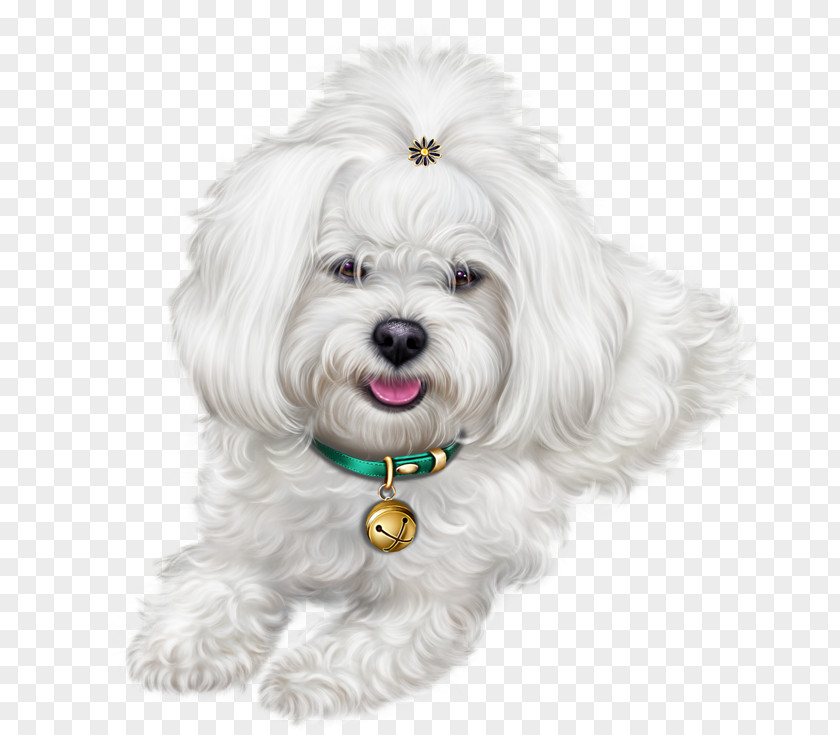 Toy Dog Rare Breed Cartoon PNG