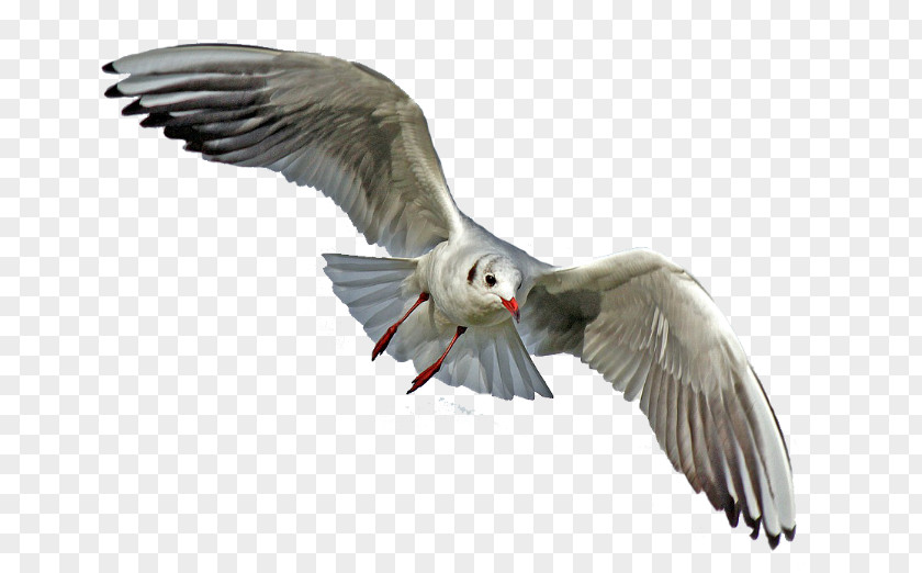 Bird Gulls Clip Art Transparency PNG