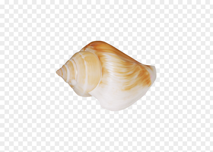 Conch Shell Cockle Seashell Sea Snail Shankha Conchology PNG
