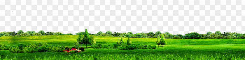 Green Simple Grass Border Texture Biome Grassland Lawn Field Land Lot PNG