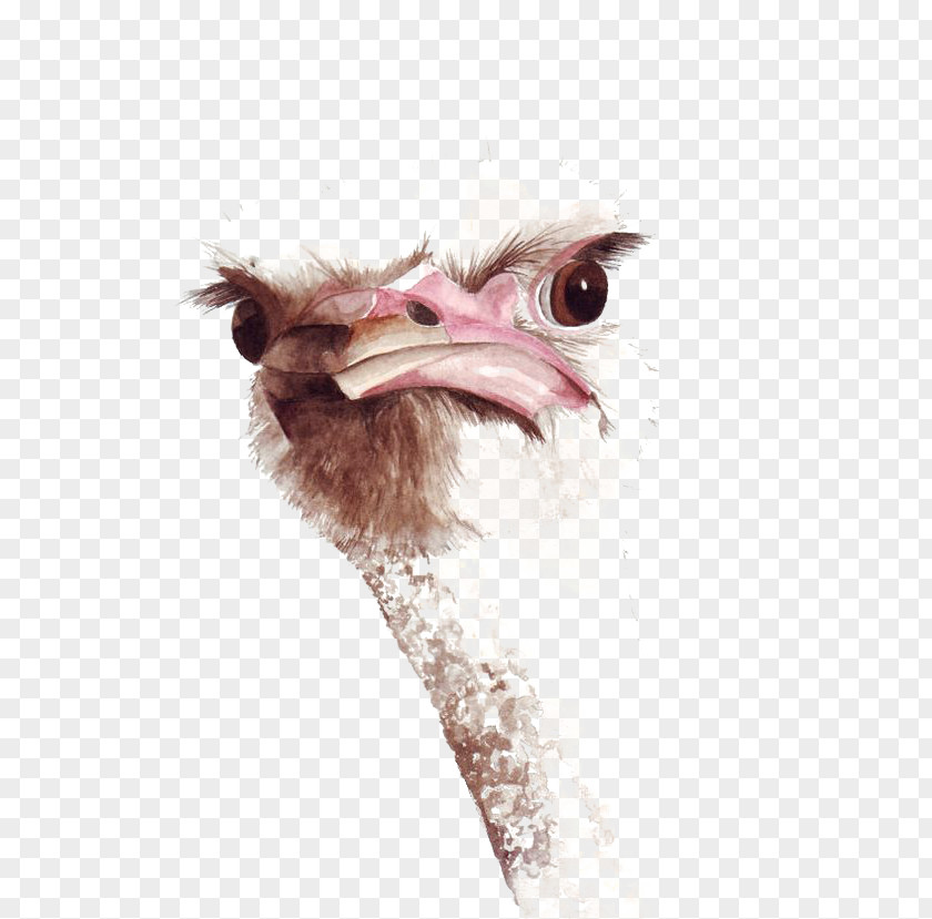 Ostrich Common Bird Watercolor Painting Drawing PNG