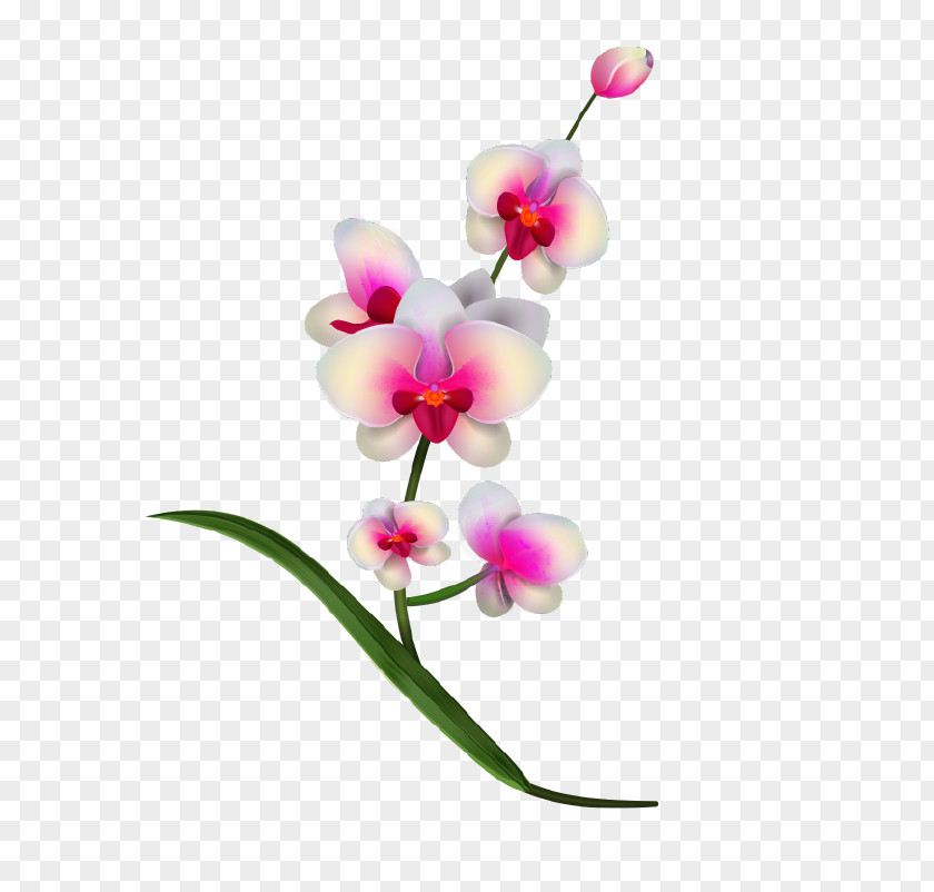 Realistic Vector Orchids Clip Art PNG