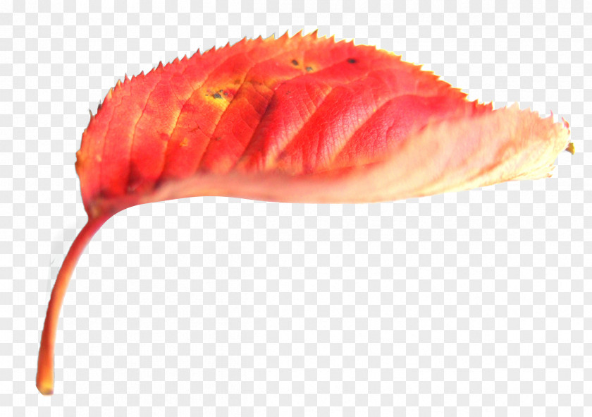 Red Autumn Leaves Leaf Color Deciduous PNG