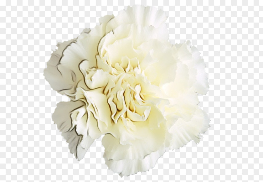 White Flower Cut Flowers Petal Plant PNG