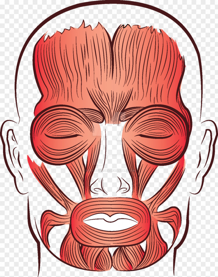 Ear Muscle Drawing Face Cheek PNG