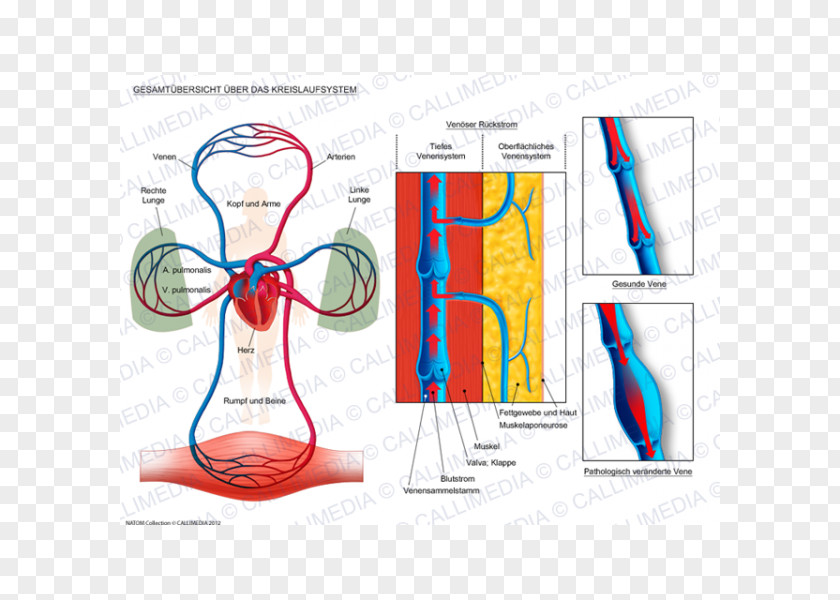 Heart Circulatory System Human Anatomy Physiology Body PNG