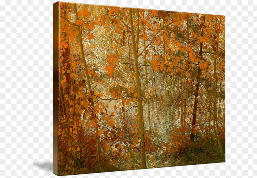 Painting Leaf Rectangle PNG