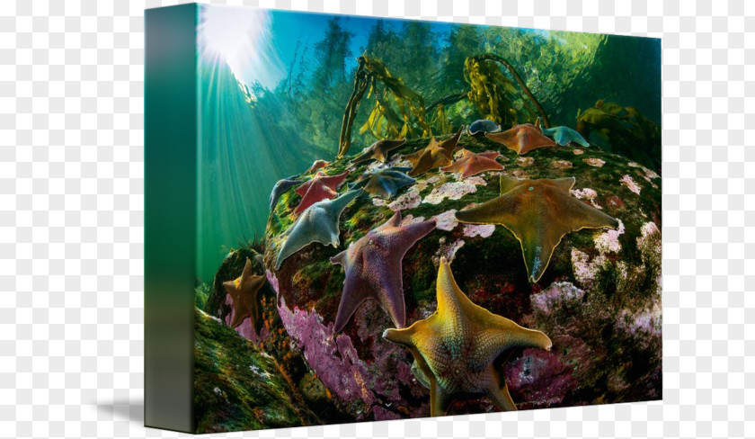 Star Sea Coral Reef Fish Ecosystem Gallery Wrap Aquarium PNG