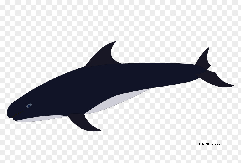 Whale Porpoise Rough-toothed Dolphin Common Bottlenose Killer Clip Art PNG
