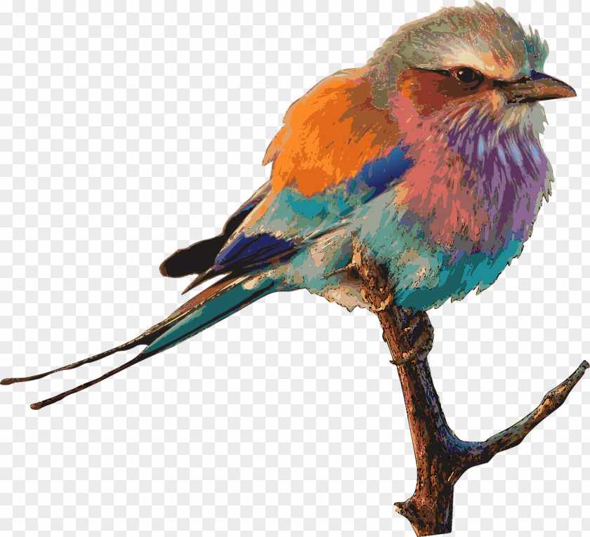 Birds European Roller Lilac-breasted Bird Clip Art PNG