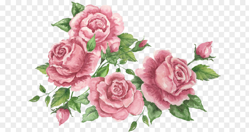 Design Garden Roses Cabbage Rose Flower Floral PNG