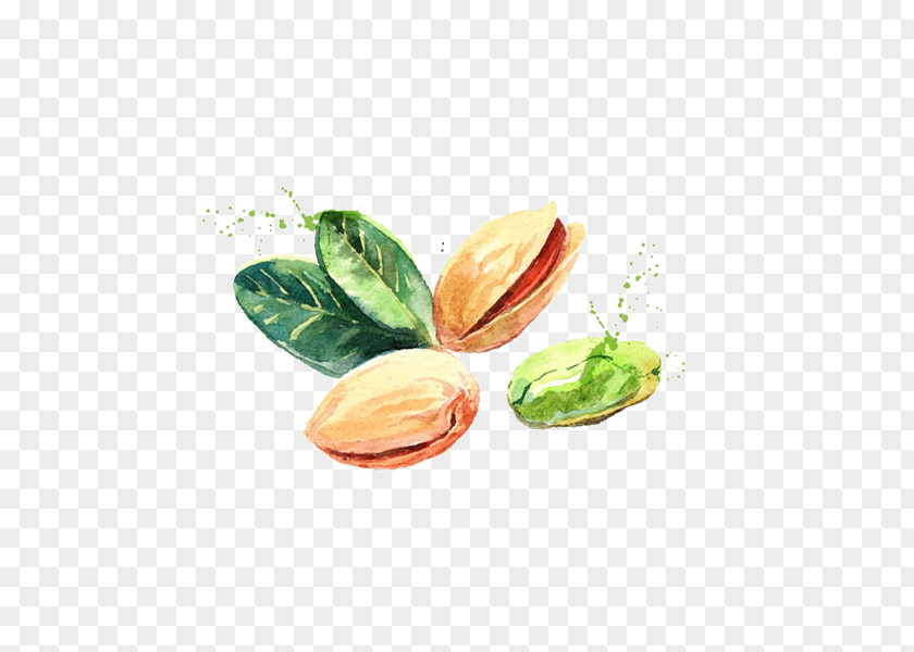 Hand-painted Pistachios Pistachio Nut Gratis PNG