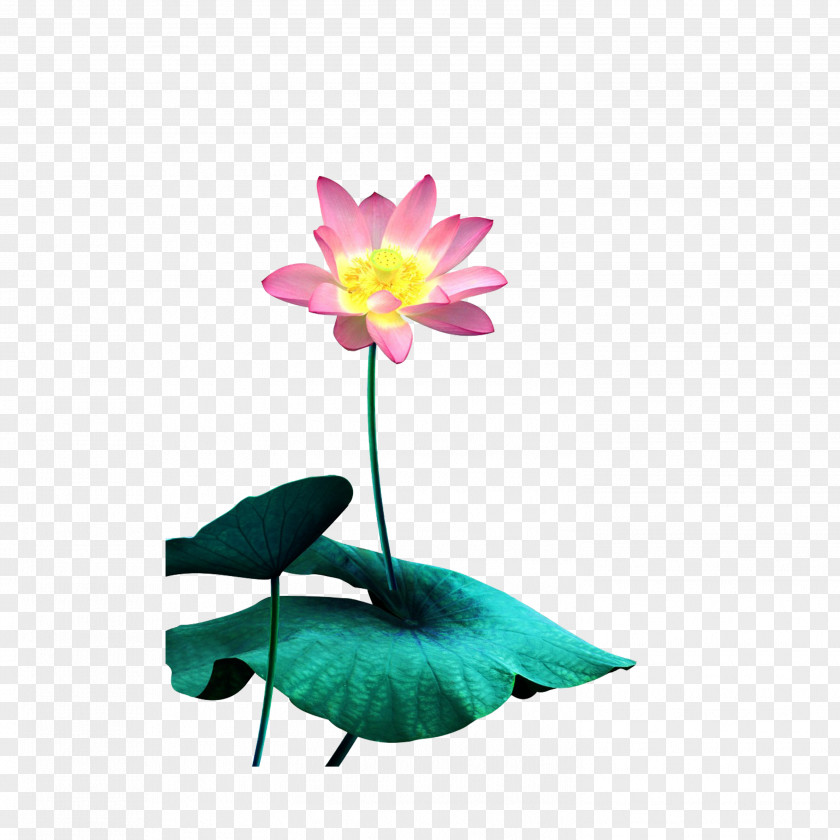 Lotus Nelumbo Nucifera Watercolor Painting Download PNG