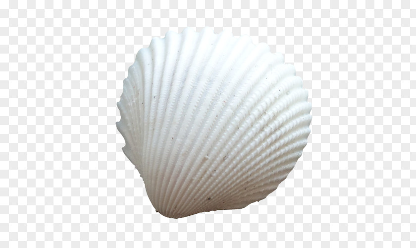 Seashell Cockle Conchology Oyster PNG