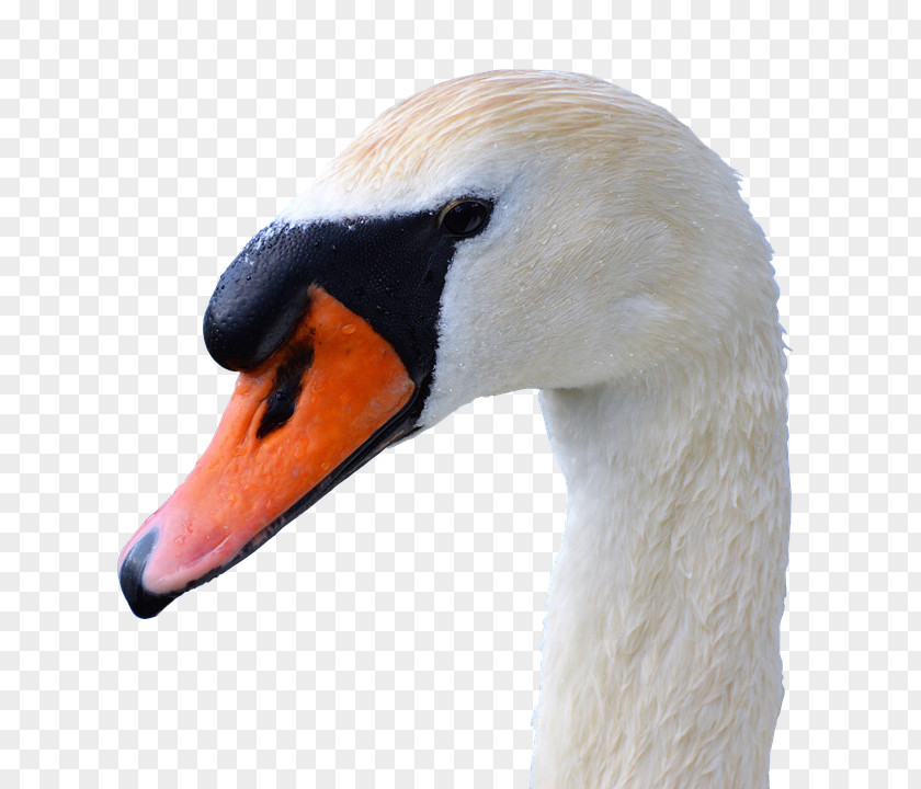 Swan Bird Black Cygnini Duck Black-necked PNG