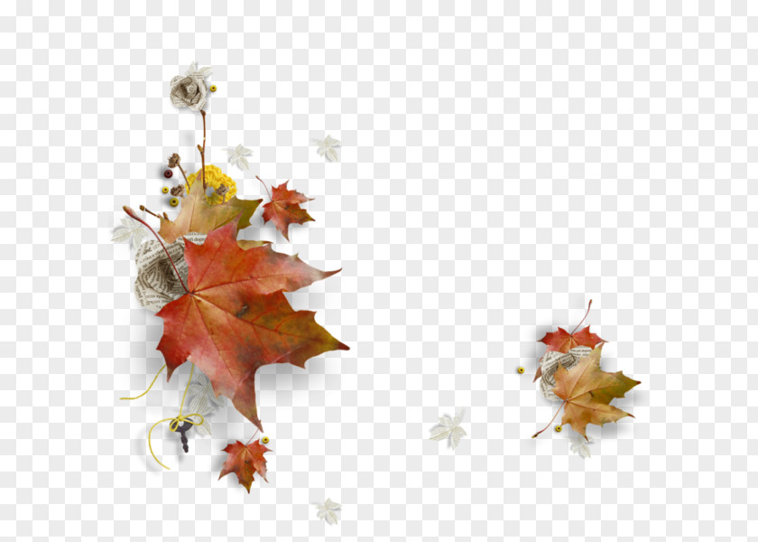 Dried Flowers Clip Art Image Autumn WhatsApp GIF PNG
