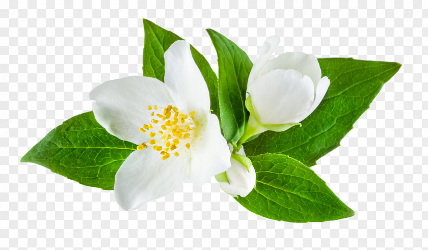 Flower Jasminum Officinale Stock Photography PNG