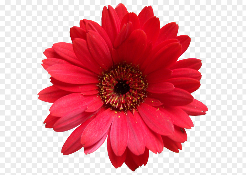 Flower Transvaal Daisy Stock Photography Royalty-free Common PNG
