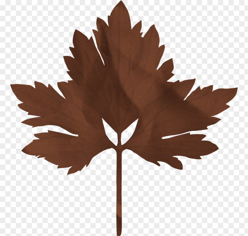 Leaf Maple PNG