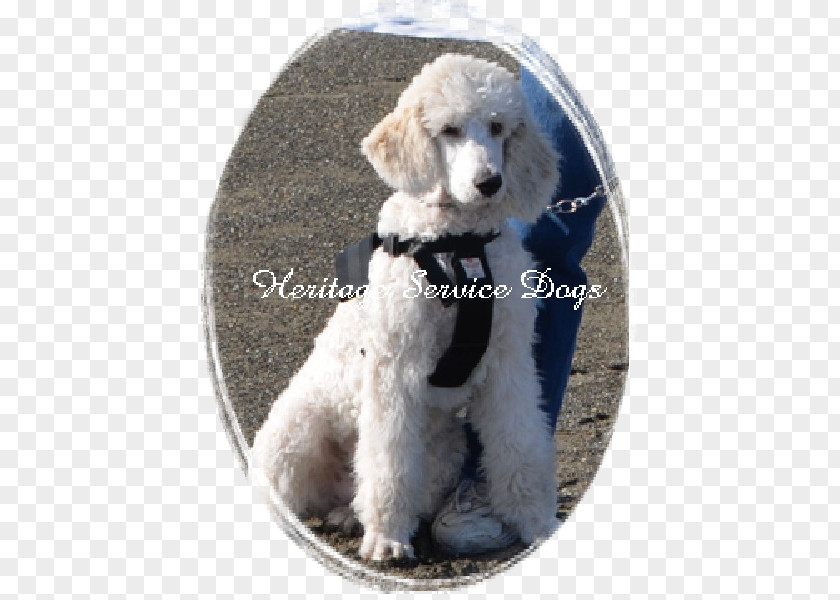 Puppy Standard Poodle Miniature Toy Cockapoo Goldendoodle PNG