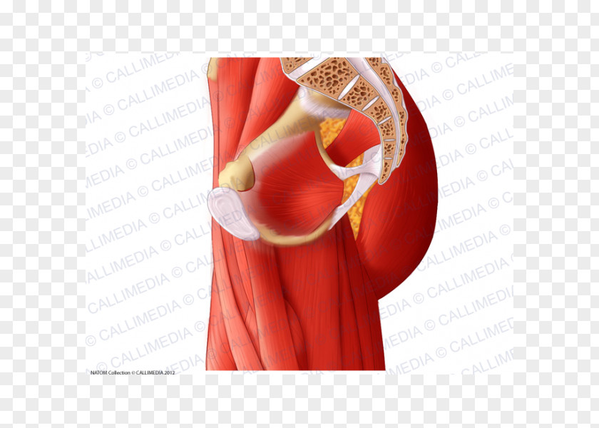 Rectus Femoris Function Adductor Muscles Of The Hip Anatomy Pelvis PNG