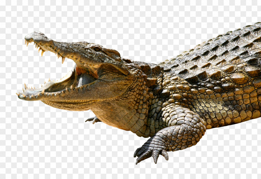 Crocodile India Bollywood Film YouTube Hindi PNG
