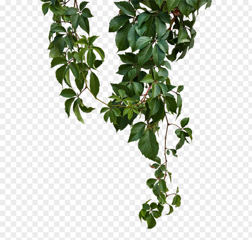 Green Nature Vine Leaf Plants Branch Clip Art PNG