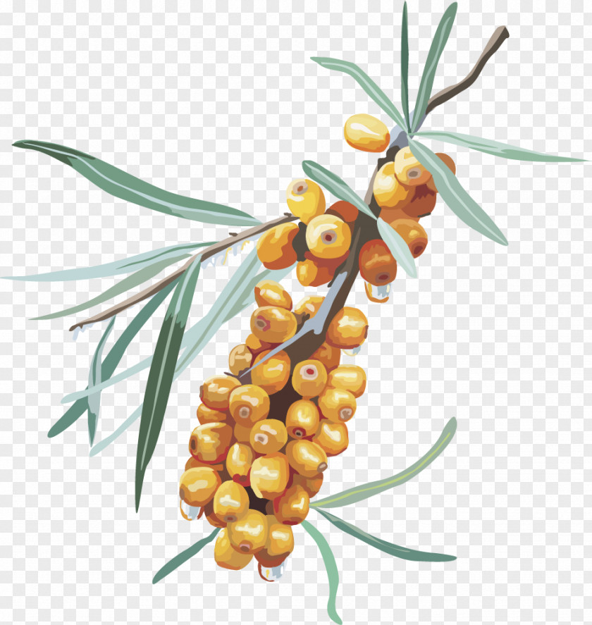 Vector Yellow Jujube Dates Sea Buckthorns Fruit Berry PNG