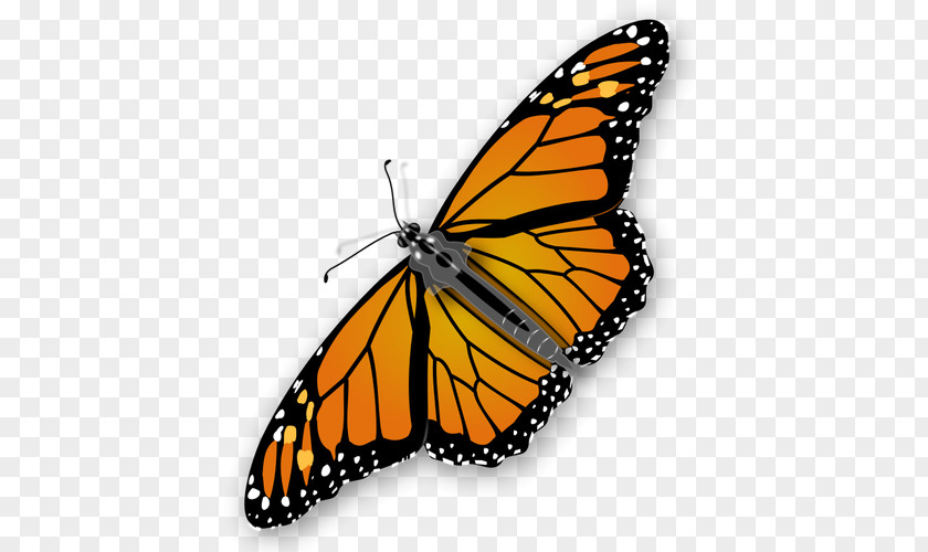 Butterfly Download Clip Art PNG
