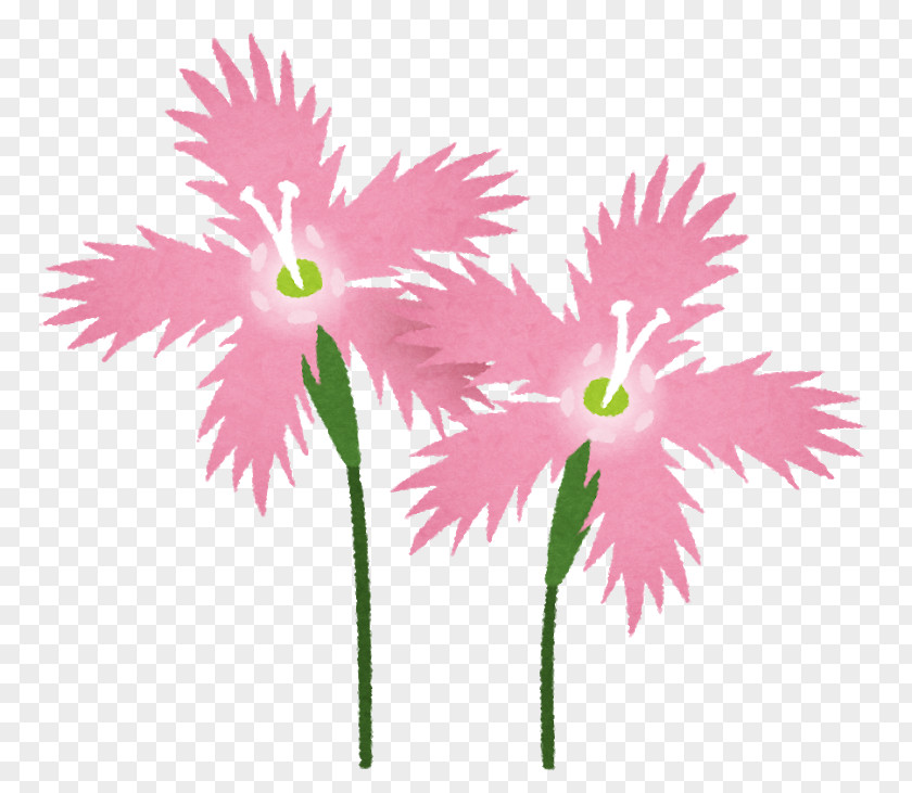 Cx Letter Pink いらすとや Flower Illustration NHK PNG
