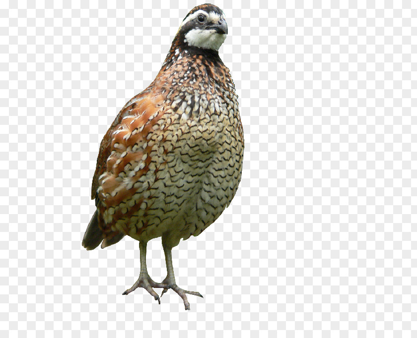 Egg Common Quail Northern Bobwhite Spot-bellied Crested PNG